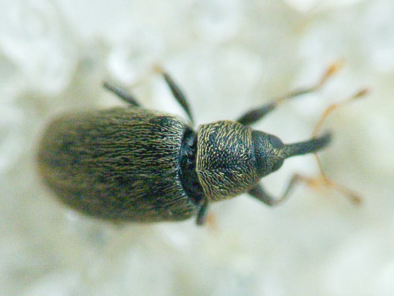 Acalyptus carpini (Fabricius, 1792)
